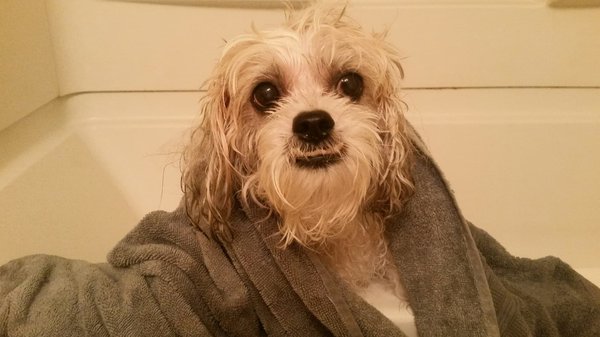 How to Implement an Effective Flea Control Program for Outdoor Cats?