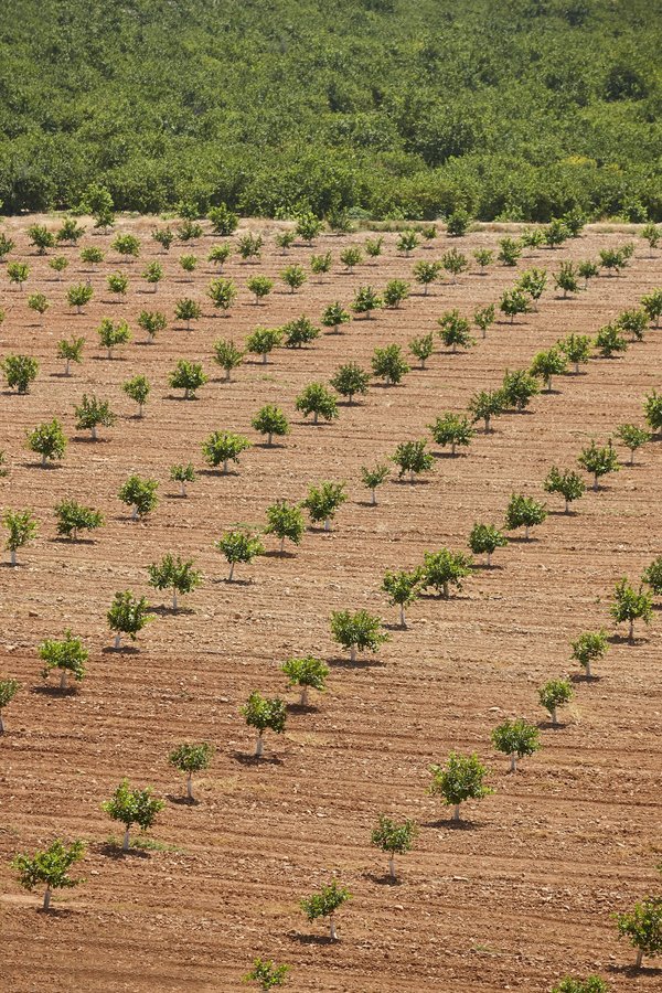 How Can Vertical Farming Contribute to UK Urban Sustainability?