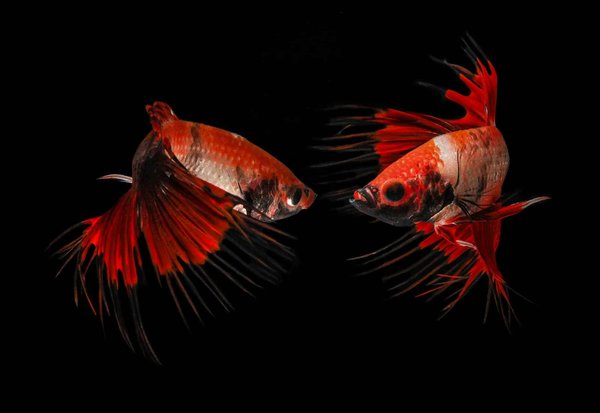 How Is Digital Twinning Enhancing the UK's Historic Building Preservation?